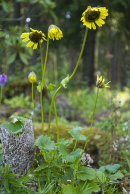Cremanthodium reniforme