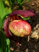 Cypripedium sp