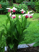 Cypripedium reginae