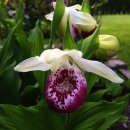 Cypripedium reginae