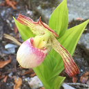 Cypripedium 'Gisela'