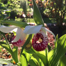 Cypripedium 'Ulla Silkens'