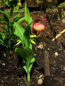 Cypripedium sp