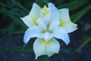 iris sibirica white swirl