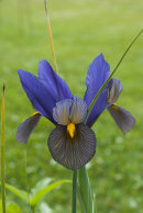 Iris ensata