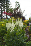 Veratrum grandiflorum