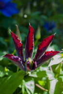 Clematis viticella_Madame Julia Correvon'