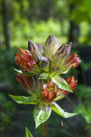 Gentiana purpurea