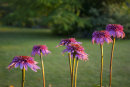 Echinacea Razzmatazz