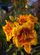 Hemerocallis, daglilja, Fooled Me