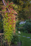 Clematis viticella_Madame Julia Correvon