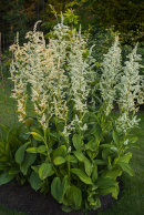 Veratrum californicum