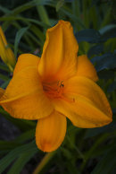 Hemerocllis, daglilja