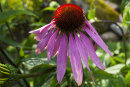 Echinacea Prairie Splendor