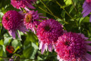Echinacea PICCOLINO