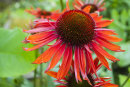 Echinacea 'Tomato Soup'