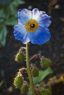 Meconopsis sp. CC
