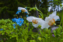 Meconopsis betoncifolia,alba