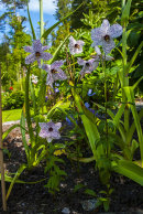 Nomocharis pardanthina (syn. Nomocharis mairei)