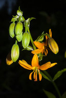 Lilium (Lilja)