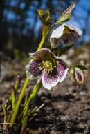 Helleborus