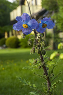 Meconopsis sp. CC