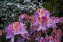 Rhododendron (azalea)