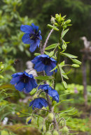 Meconopsis sp. CC