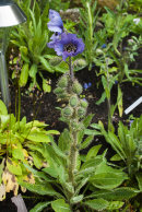 Meconopsis sp, Chadwell collection