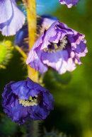 Meconopsis sp, Chadwell collection