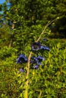 Meconopsis sp, Chadwell collection