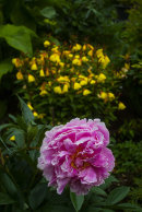 Paeonia and Oenothera