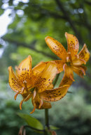 Lilium (Lilja)