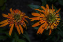 Echinacea purpurea Marmalade