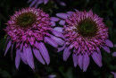 Echinacea purpurea 'Pink Double Delight'