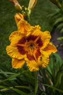 Hemerocallis Daylily 'Fooled Me'