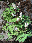 Dicentra Cucullaria