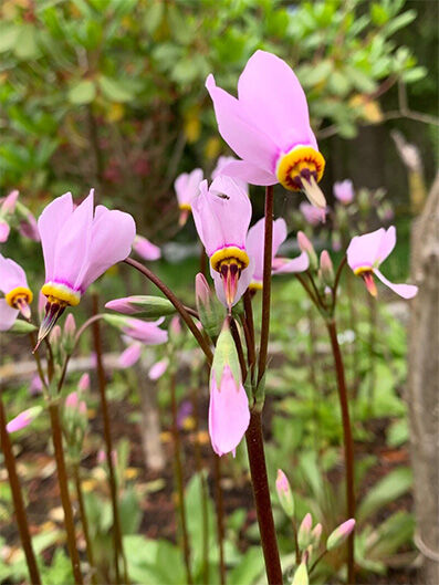 Dodecatheon media