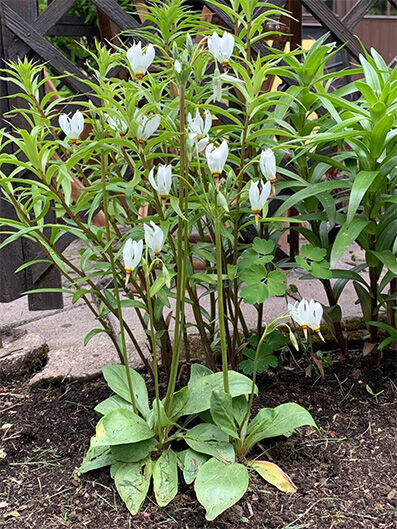Dodecatheon media 'alba'