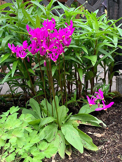 Dodecatheon media 'rubra'