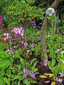 Dodecatheon Meconopsis
