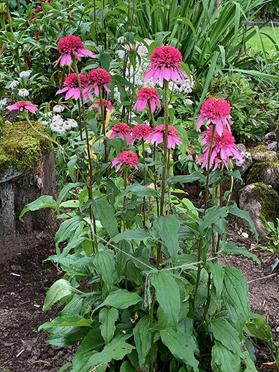 Echinacea