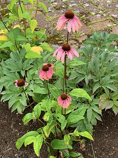 Echinacea