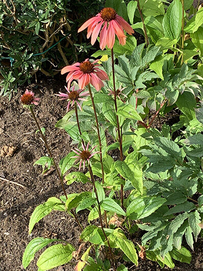 Echinacea