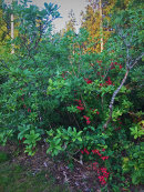 Eldkrasse, Tropaeolum speciosum