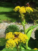 Vanessa atalanta (Amiral) on Ligularia amplexicaulis