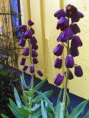 Fritillaria persica