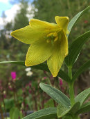 Fritillaria camschatcensis flavescens