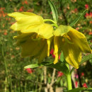 Fritillaria camschatcensis (yellow form)
