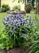 Gentiana asclepiadea